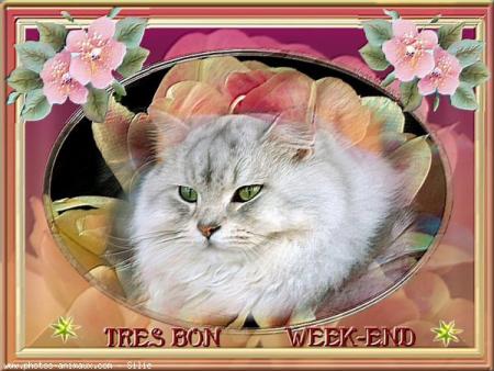 BON WEEK-END MES ZAMI(ES) JE VOUS ATTEND NOMBREUX