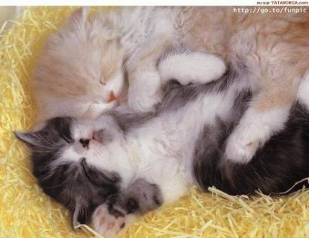 JUSTE UN PTIT CALIN POUR VOUS DIRE BONSOIR 